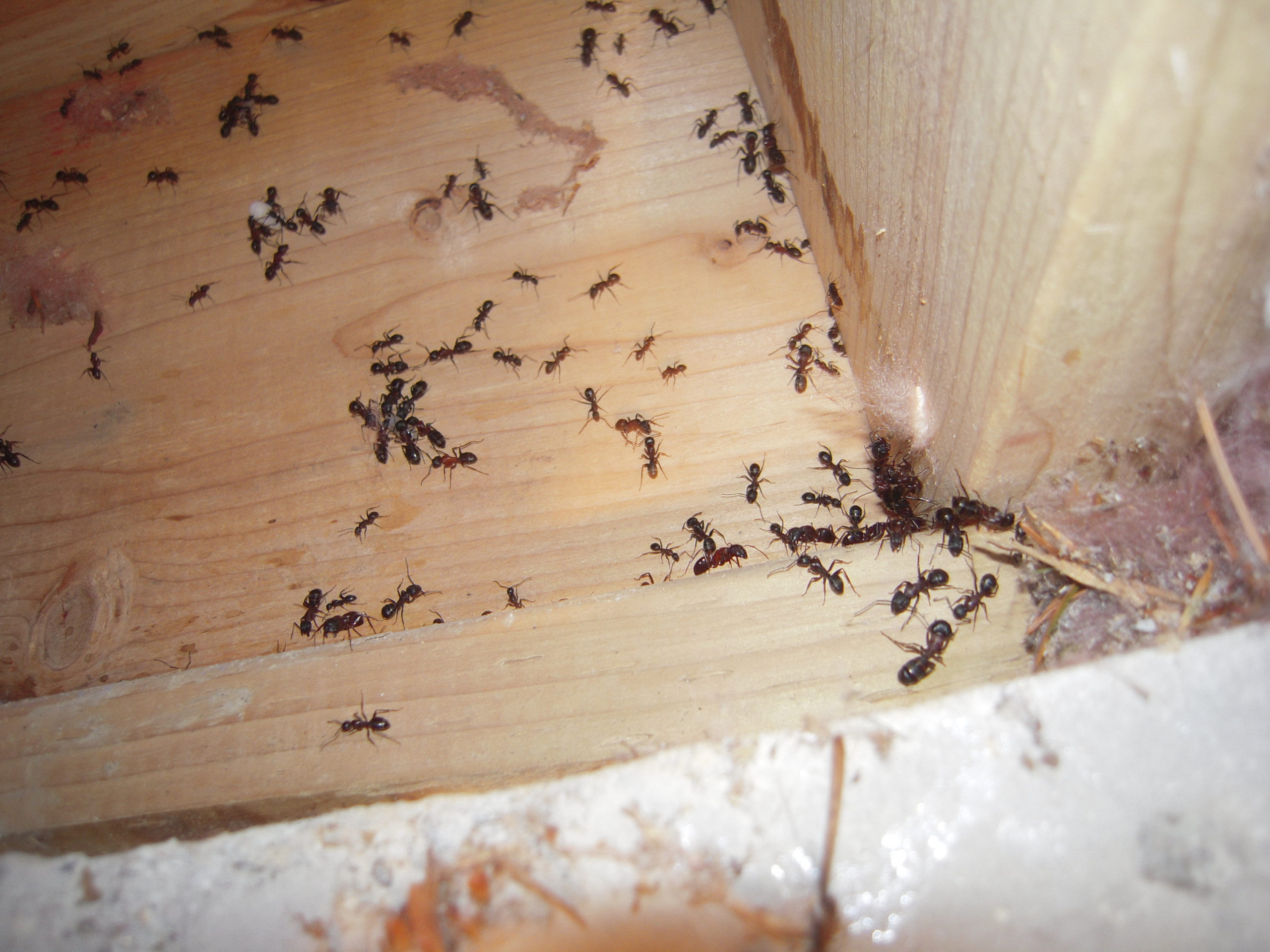 When Carpenter Ants Are Found On A Home Inspection